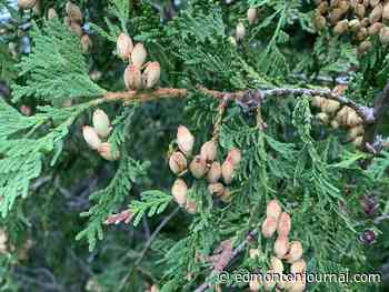 Growing Things Outdoors: An excess of seeds for survival