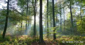 Mysterieuze bossen: Lichtfeest in het bos | Oud-Heverlee | hln.be - Het Laatste Nieuws