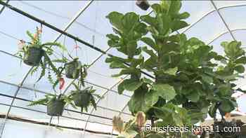 Preparing your pumpkins, perennials, & house plants for frost