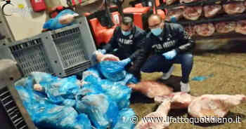 Modena, prosciutti conservati a terra tra sporcizia e sangue animale: sequestrate 20 tonnellate di carne… - Il Fatto Quotidiano