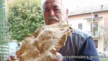 Fungo gigante trovato da Remo a Castelnuovo - La Gazzetta di Modena