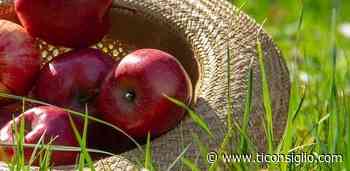 Modena: corso gratuito prodotto agroalimentare made in Italy - Ti Consiglio