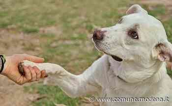 Servizio di conferimento delle spoglie degli animali d'affezione - Comune di Modena