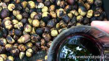 Sapori d'autunno e solidarietà: castagnata con i Lions - LeccoToday