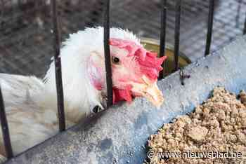 245 verwaarloosde dieren in beslag genomen bij eigenaar in Bocholt: “Leefden in erbarmelijke omstandigheden”