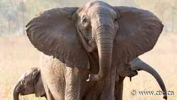 Elephants without tusks evolve quickly due to ivory poachers