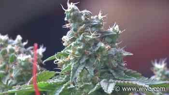 Cannabis Control Board votes to let people grow medical pot at home