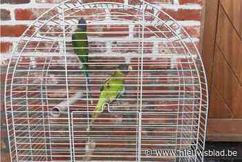 Politie neemt voor tweede keer dit jaar paar honderd vogels in beslag bij Bocholtenaar