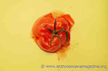 Researchers tackle food waste and food taste in a single blow - Anthropocene Magazine