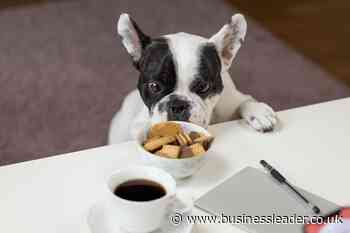 Natural pet food brand recertifies as a B Corp - Business Leader