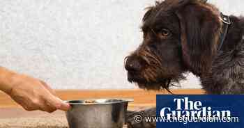 Vegan pet food as healthy for cats and dogs as meat, says veterinary professor - The Guardian
