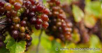 Weinlese in Franken: Winzer ziehen Bilanz