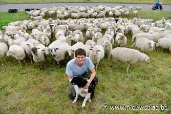 Schapen grazen groendienst ter hulp in Lamotlei