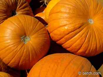 Aurora Area Pumpkin Patches To Visit In 2021 - Patch.com