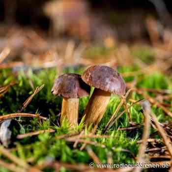 Pilzsammler müssen «Handstraußregelung» beachten - radioeuskirchen.de