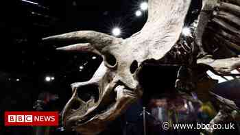 Big John, largest known triceratops skeleton, sold at auction