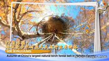 VR Xinjiang: Autumn in China's largest natural birch forest belt in Habahe County - CGTN