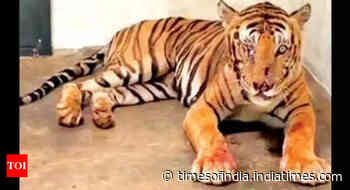 Captured tiger ‘stabilising’: HC happy with Tamil Nadu forest department - Times of India