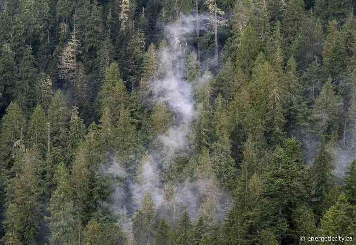 B.C. Forest Practices Board chair says proposed changes to forestry policy 'a start' - Energeticcity.ca