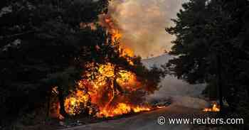 Syria executes 24 people over deadly forest fires - Reuters
