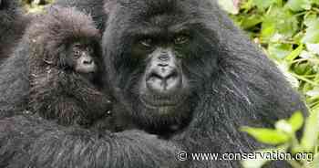 Notes from the field: Forest drones, gorilla germs and more - Conservation International