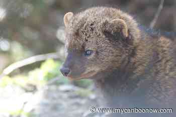 Forest Practices Board investigation finds BC Timber Sales managing Cariboo fisher habitat - mycariboonow.com