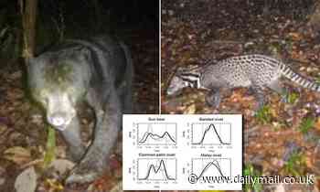 Some carnivores, such as bears, cats and civets change their hunting schedule to avoid each other