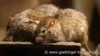 13 an den Schwänzen verknotete Ratten: seltener Rattenkönig in Estland entdeckt