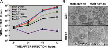 Middle East respiratory syndrome coronavirus vaccine based on a propagation-defective RNA replicon elicited sterilizing immunity in mice - pnas.org