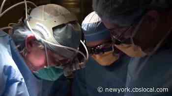 Medical Breakthrough: Doctors At NYU Langone Health Successfully Transplant Pig Kidney To Human Recipient - CBS New York