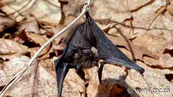 Rabid bat discovered in Toronto's High Park