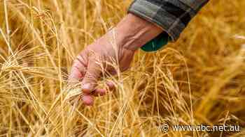The true cost of China's barley tariff