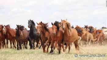 We now know the moment domesticated horses changed the course of human history