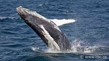 Record 21 humpback calves spotted in Salish Sea over feeding season as whale numbers rebound