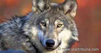 Judge issues injunction blocking Wisconsin fall wolf hunt