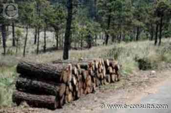 Controla el 'narco' tala ilegal de bosques en 4 estados - e-consulta