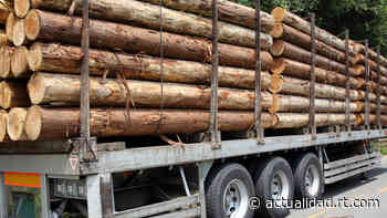 México pierde miles de hectáreas de bosques cada año por la tala clandestina - RT en Español