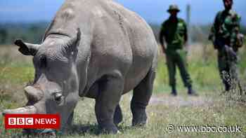 Kenyan northern white rhino Najin retired from breeding scheme