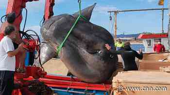 Giant 4,000-pound sunfish rescued from fishing net