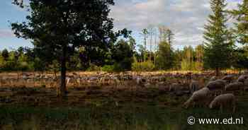 Teleurstelling bij windpark De Pals: 'Milieuclubs zitten halen klimaatdoelstellingen zelf in de weg' - Eindhovens Dagblad