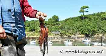 Les poulpes plus dangereux que les éoliennes en baie de Saint-Brieuc ? - Le Télégramme