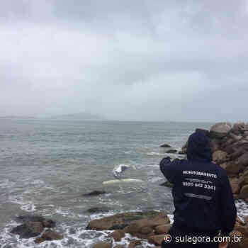 Filhote de baleia-jubarte encalha em costa de praia de Imbituba - Sul. Agora