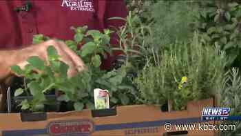 Weekend Gardener: Fall herbs that are ready to be planted right now - KBTX