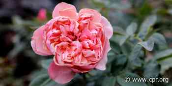 Ask a Gardener: how do I prepare my plants for winter? - Colorado Public Radio