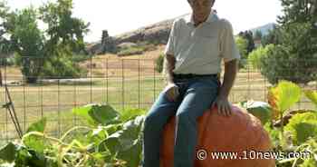 85-year-old Colorado gardener grows biggest pumpkins around - 10News