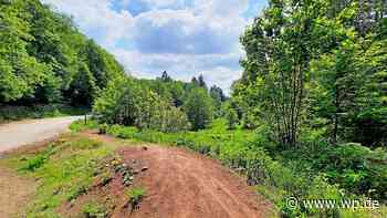 Siegen: Sturmwarnung – Stadtwald besser nicht betreten - wp.de - Westfalenpost
