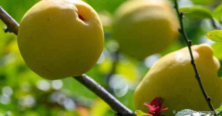 200 Kilogramm reife Quitten aus Garten geklaut