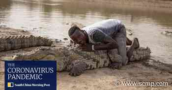 Covid-19 takes a bite from cult of sacred crocodiles in Africa - South China Morning Post
