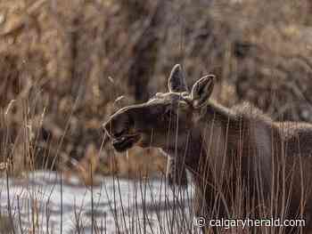'It's gruesome': Residents near Calgary demand changes to fencing that killed young moose - Calgary Herald