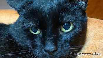 Kater Moses sucht ein Zuhause: Verjagt und mit Steinen beworfen - RTL Online